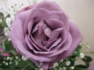 9 Rarest Roses From Around The World - Rarest.org