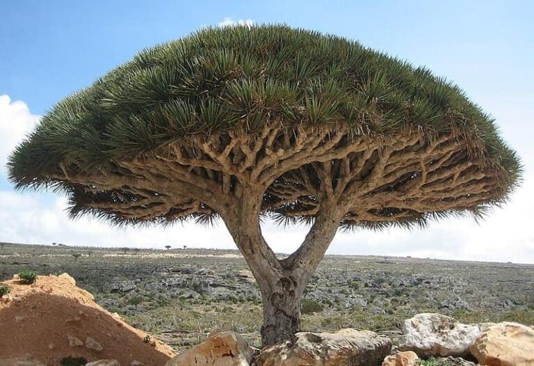 9 Rarest Trees Found the World