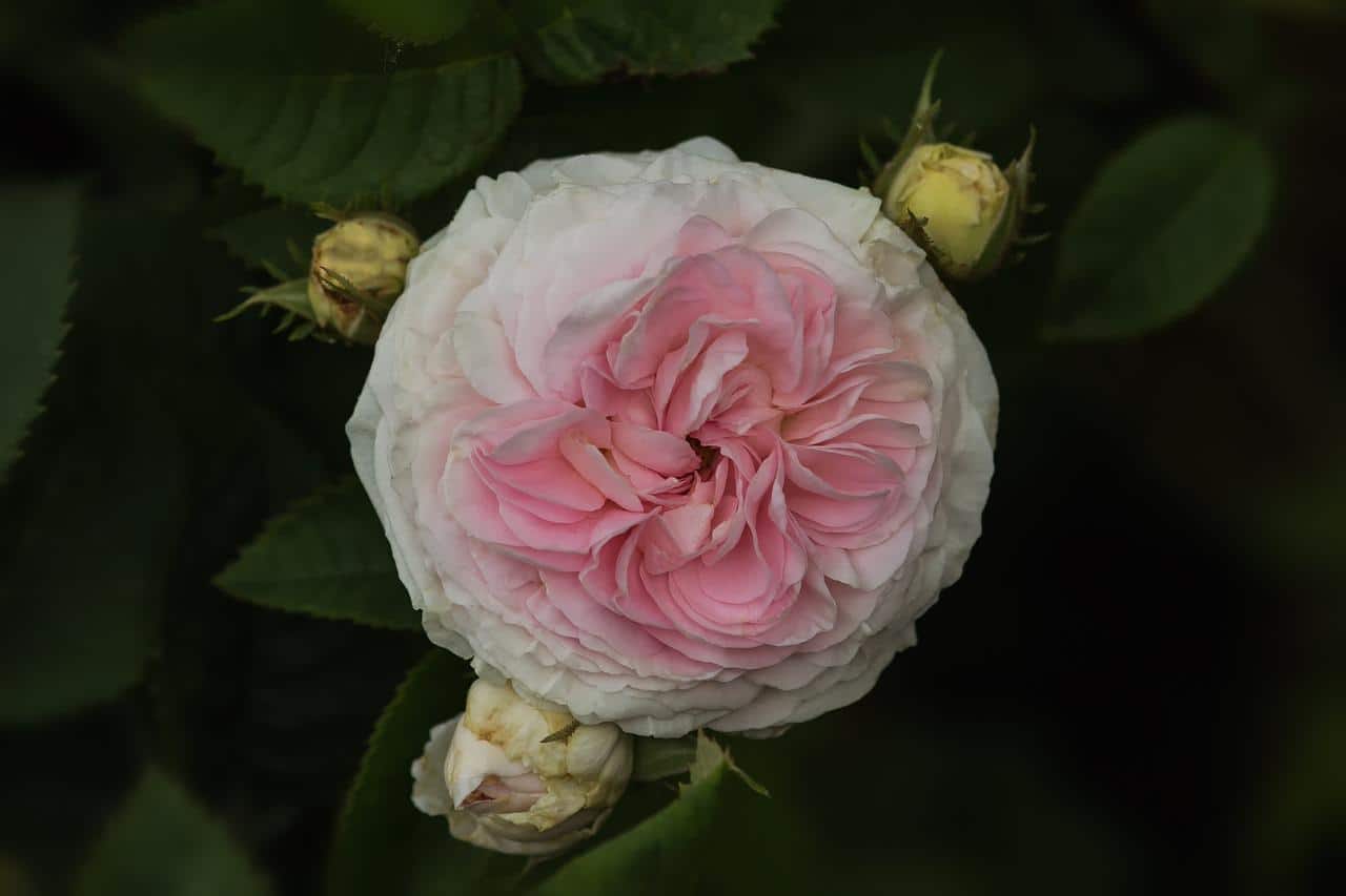 9 Rarest Roses From Around The World - Rarest.org