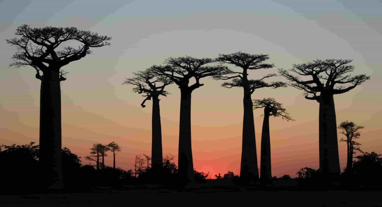 9 Rarest Trees Found the World