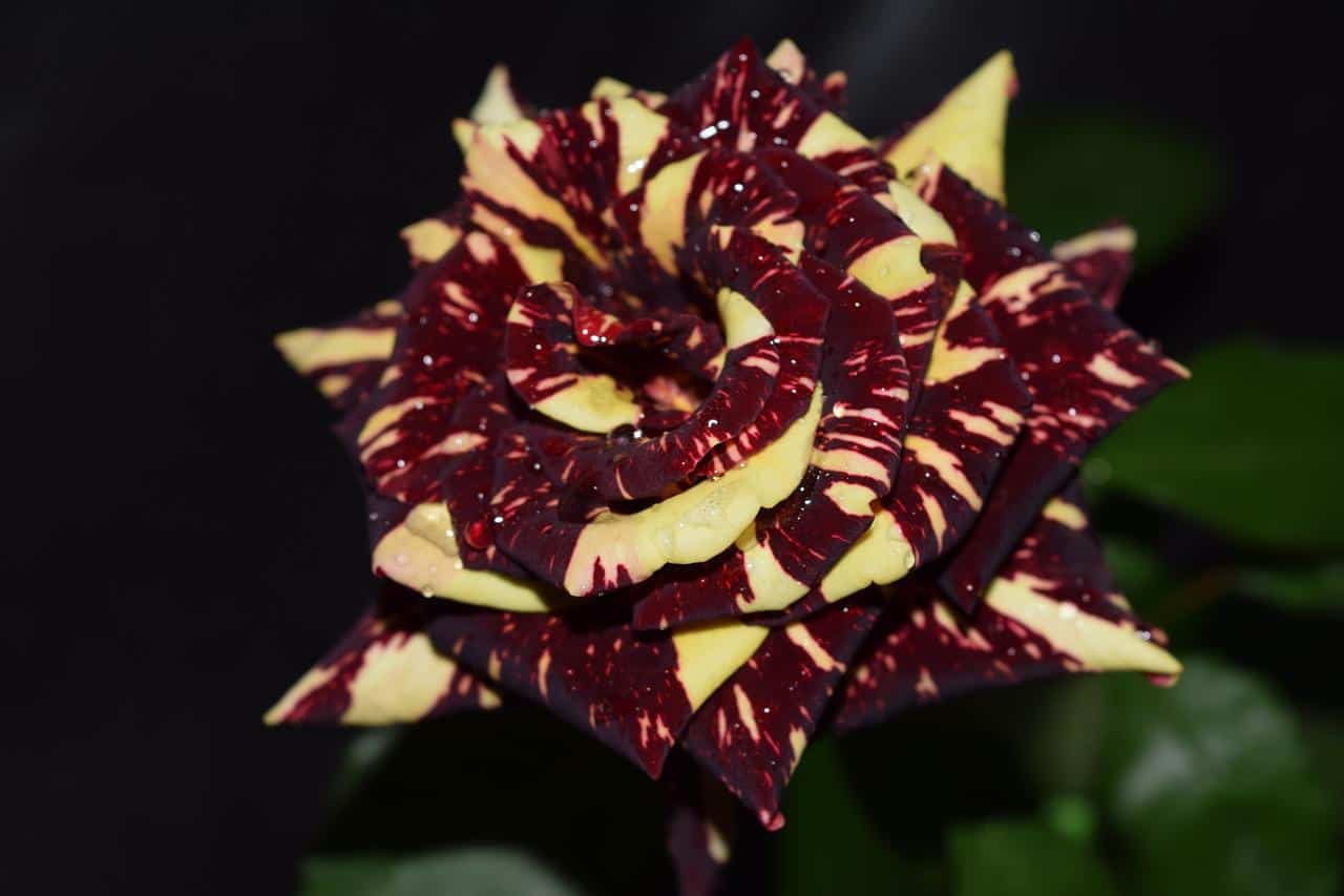 9 Rarest Roses From Around The World - Rarest.org