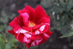 9 Rarest Roses From Around The World - Rarest.org