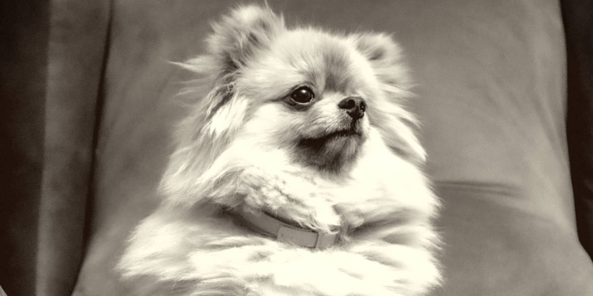 What Color Pomeranian Is the Most Expensive
