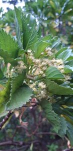 9 Rarest Trees Found the World - Rarest.org