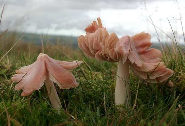 Pink Waxcap Mushroom