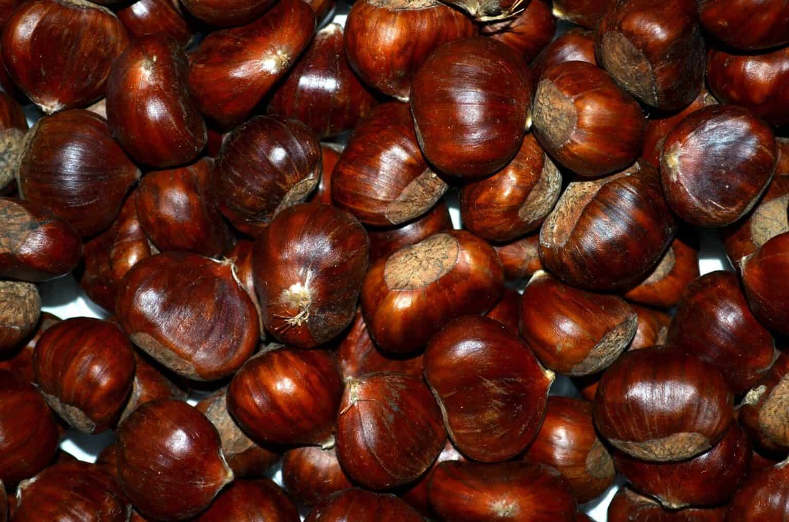 8 Most Expensive Nuts From Around The World - Rarest.org