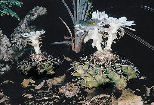 Discocactus subterraneo-proliferans