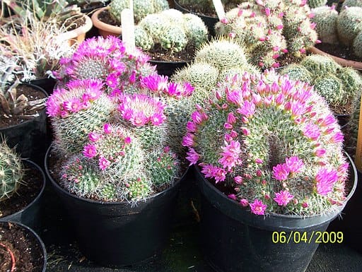 Rose Pincushion Cactus