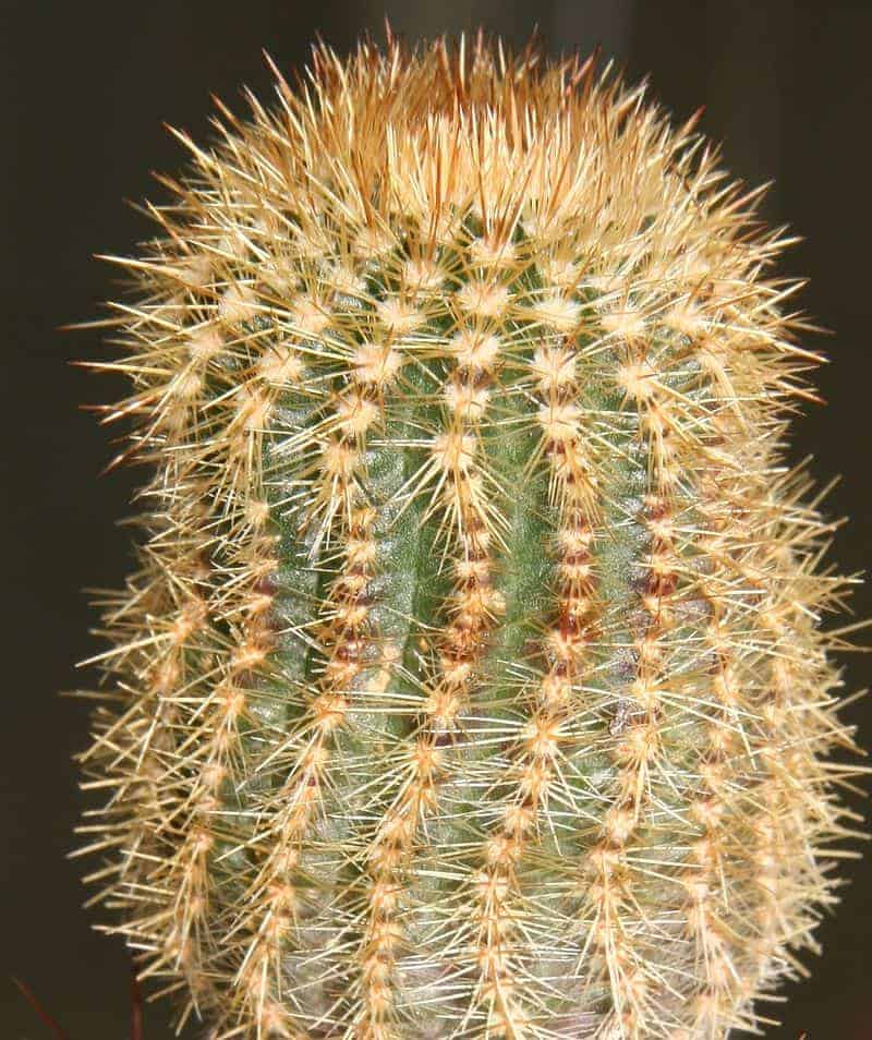 Notocactus rechensis