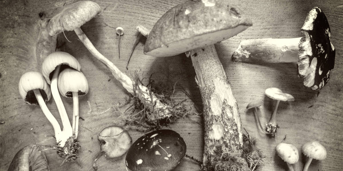 Rarest Mushrooms