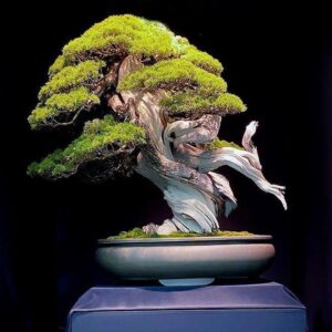 8 Most Expensive Bonsai Trees Ever Sold - Rarest.org