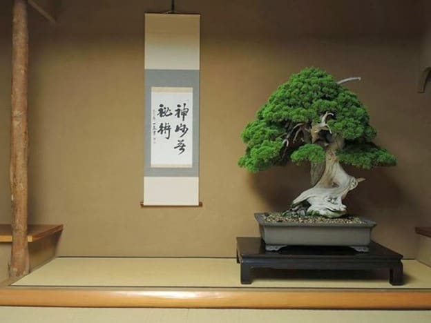 White Pine Bonsai