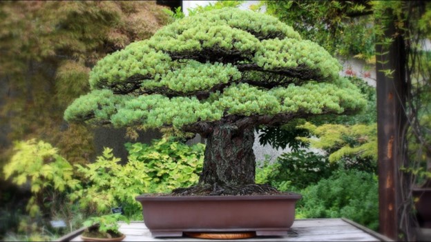 Yamaki Pine Bonsai