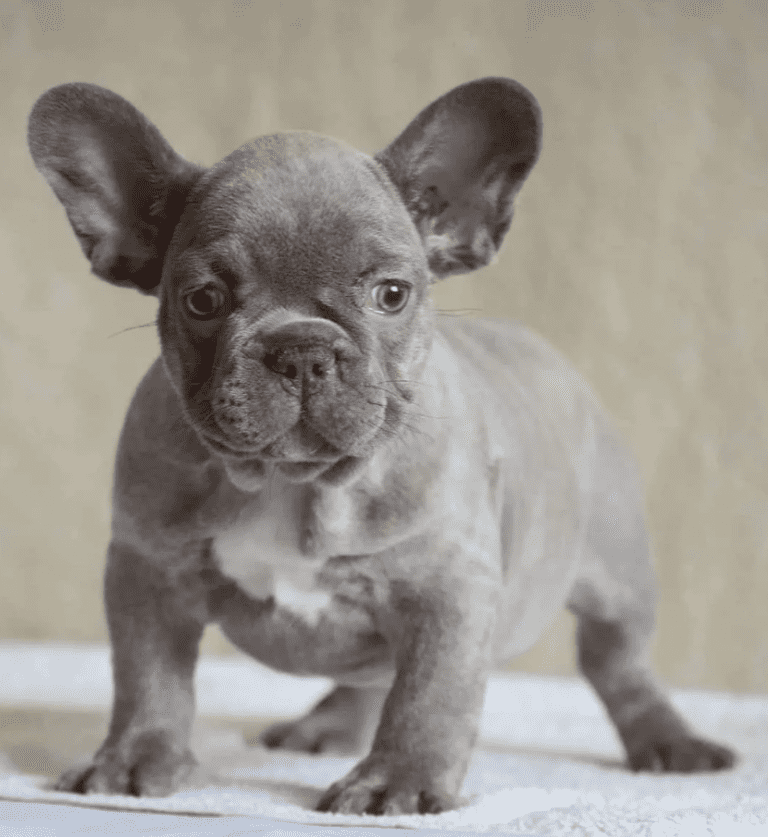 10 Most Expensive Types of French Bulldogs - Rarest.org