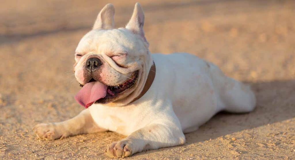 10 Most Expensive Types of French Bulldogs - Rarest.org
