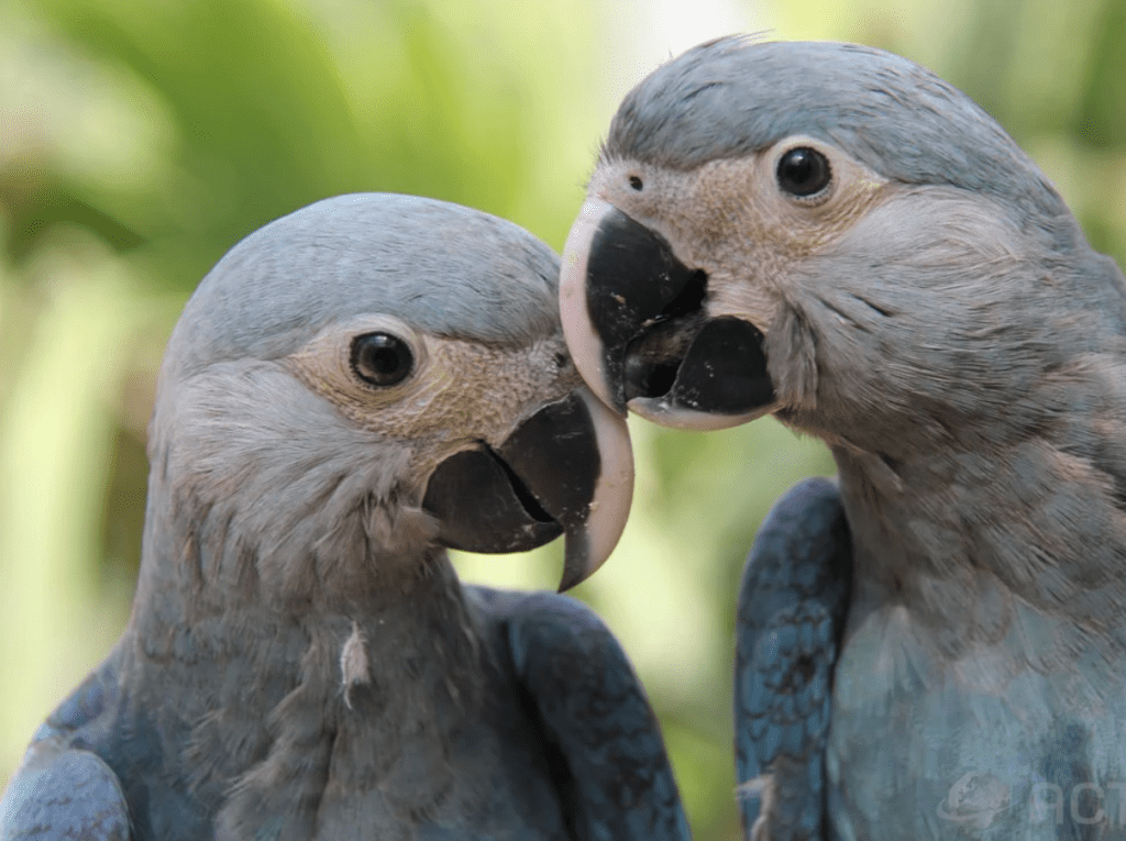Spix’s Macaws