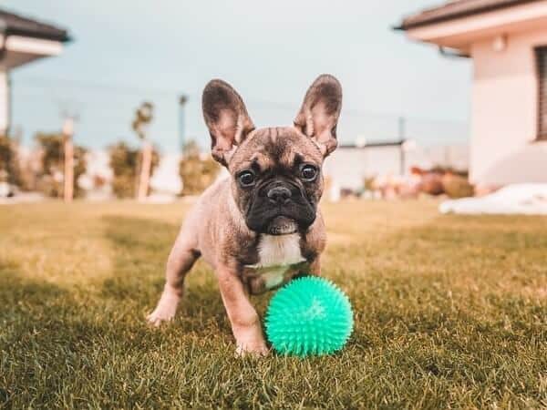 Sable French Bulldogs