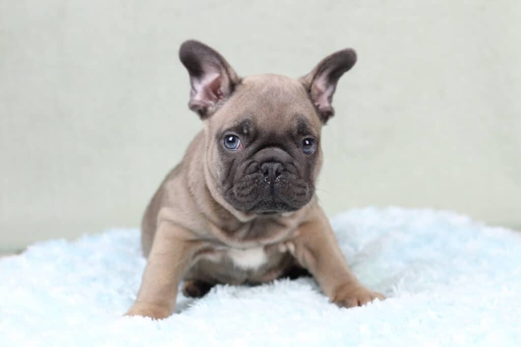 Blue Fawn Frenchies