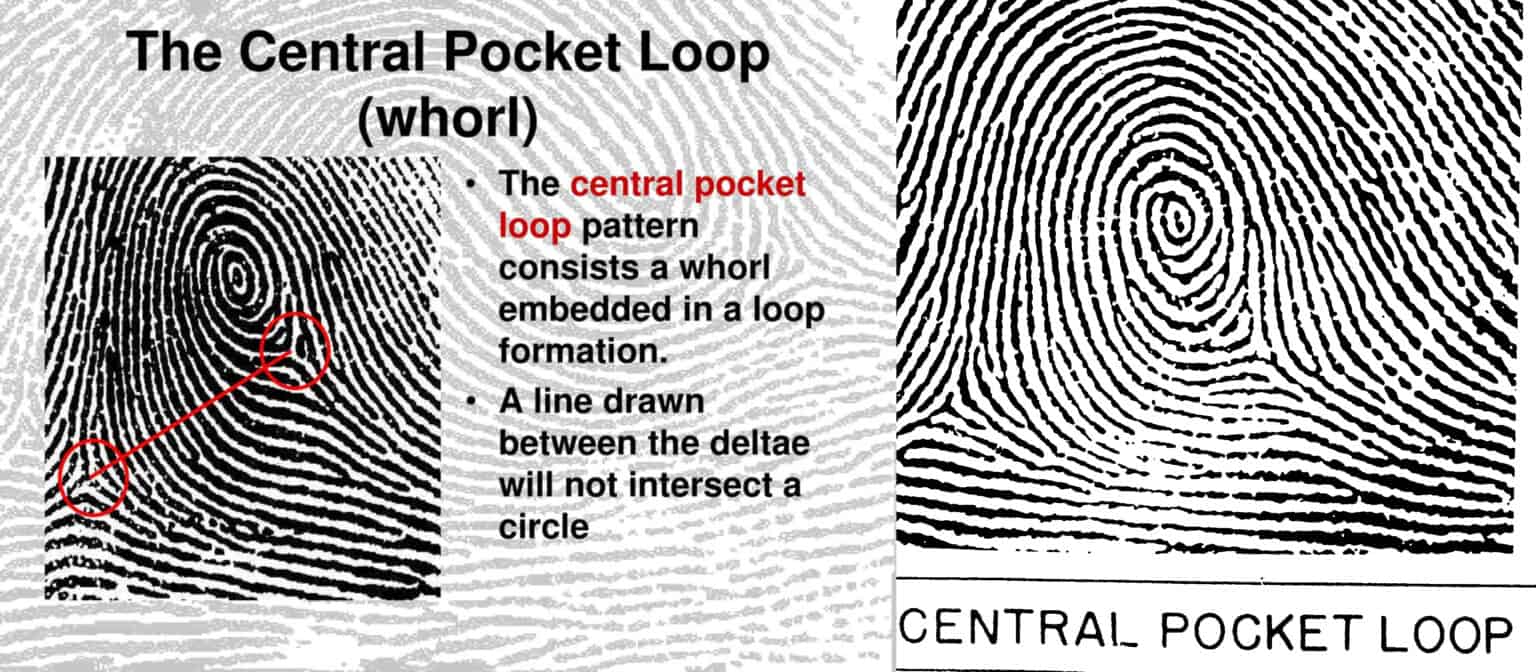 8 Rarest Types of Fingerprints