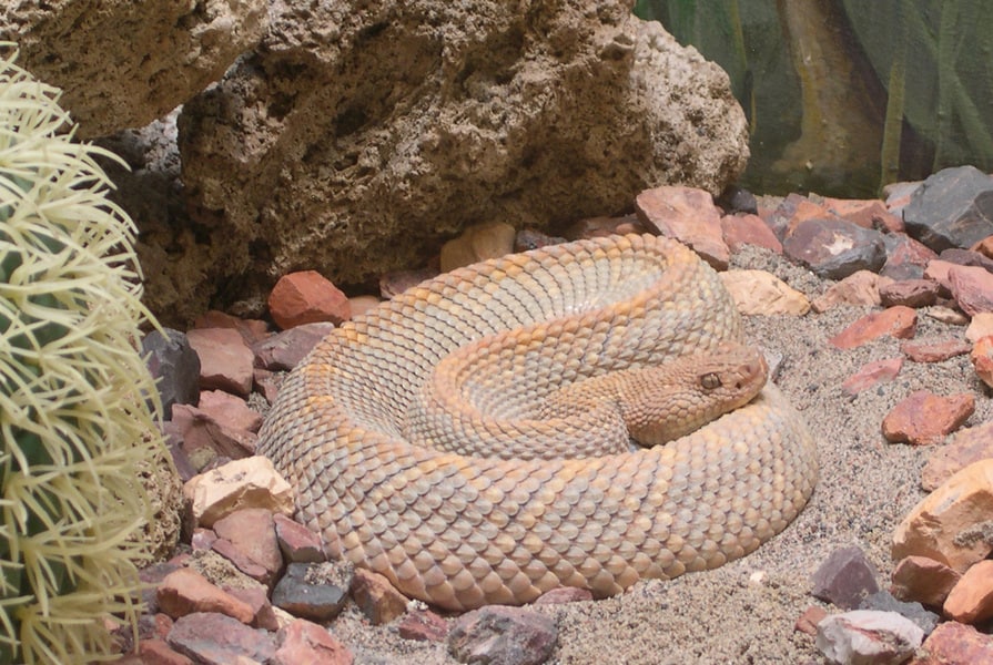 The Aruba Island Rattlesnake