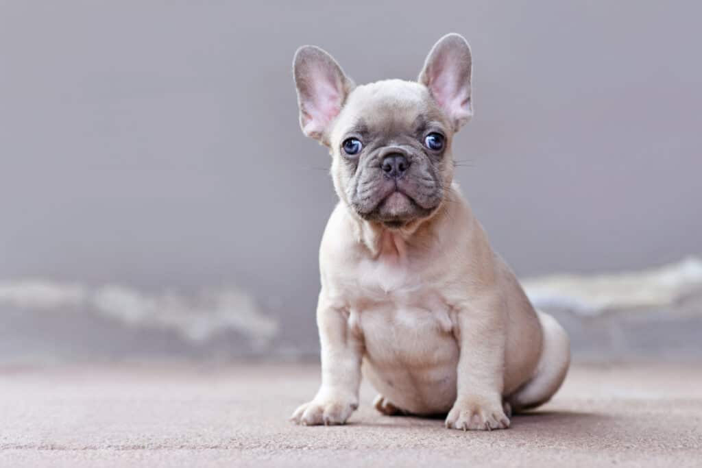 Lilac French Bulldogs