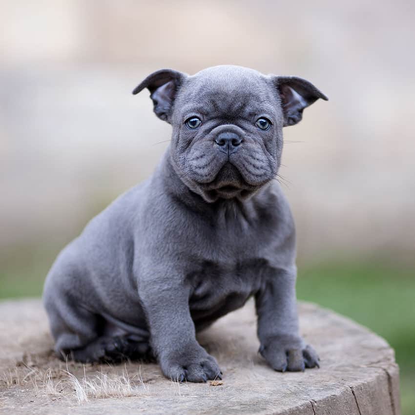 Blue Frenchies