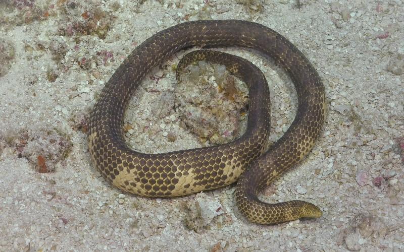 Short-Nosed Sea Snake