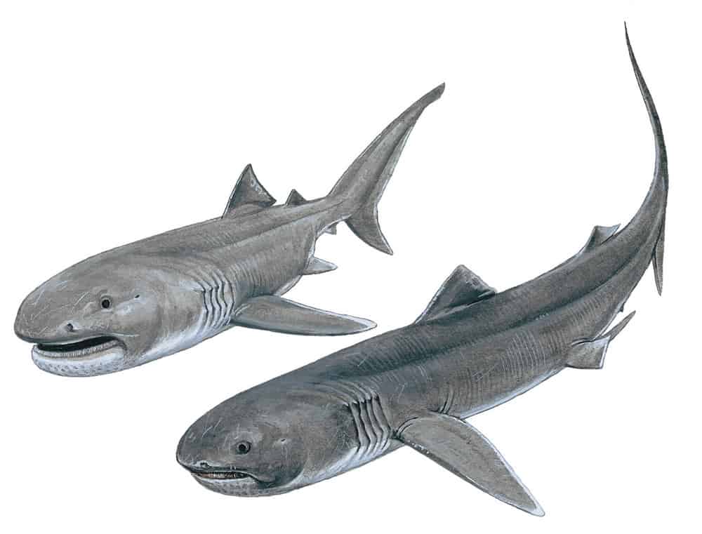 Megamouth Sharks
