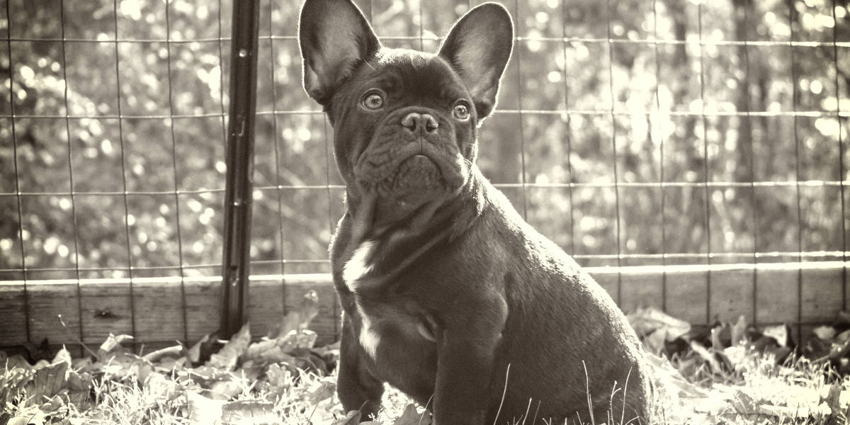 Most Expensive French Bulldogs