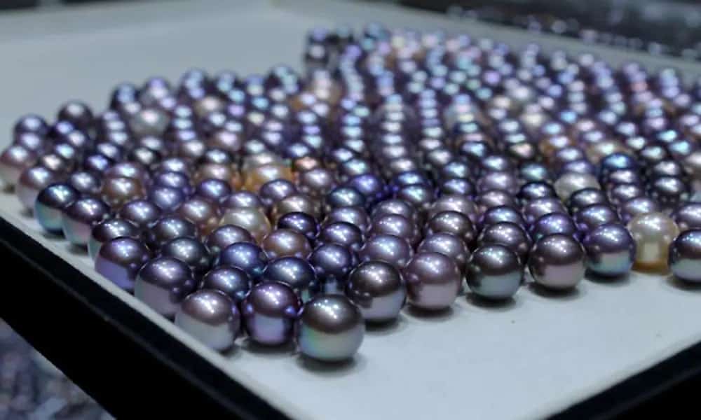 Purple Edison Pearls