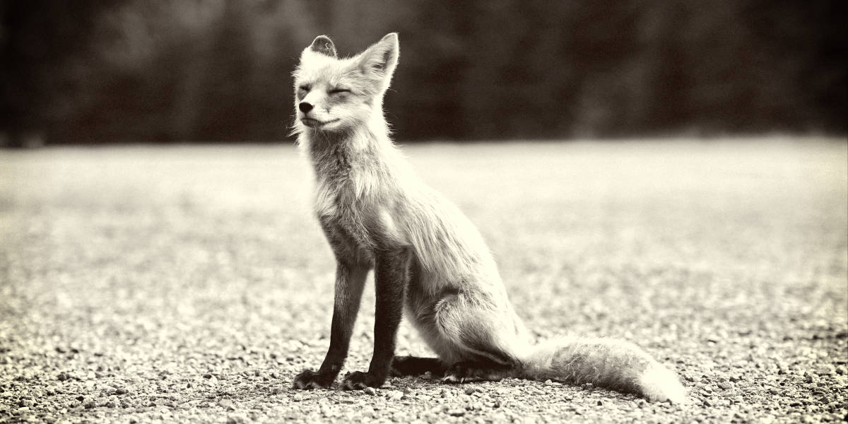 Rarest Foxes in the World