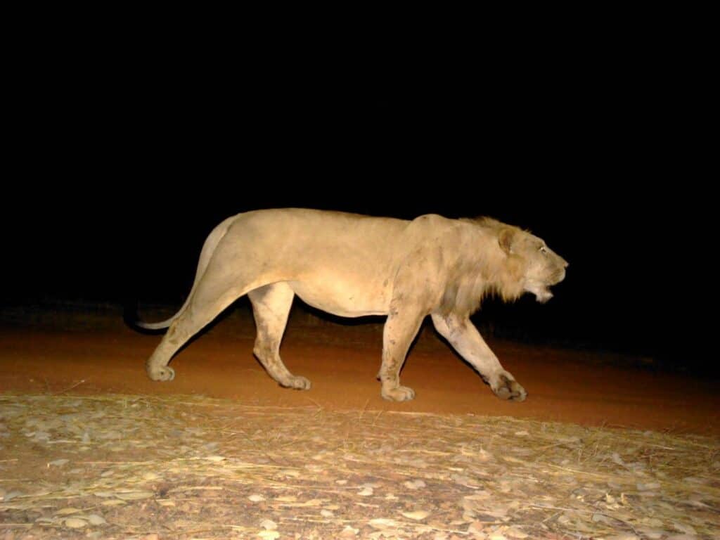 Senegalese Lion