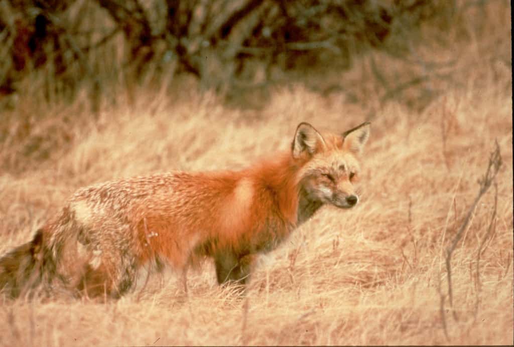 Sierra Nevada Red Fox