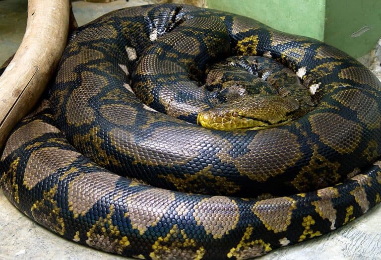 10 Most Expensive Snakes You Can Own - Rarest.org