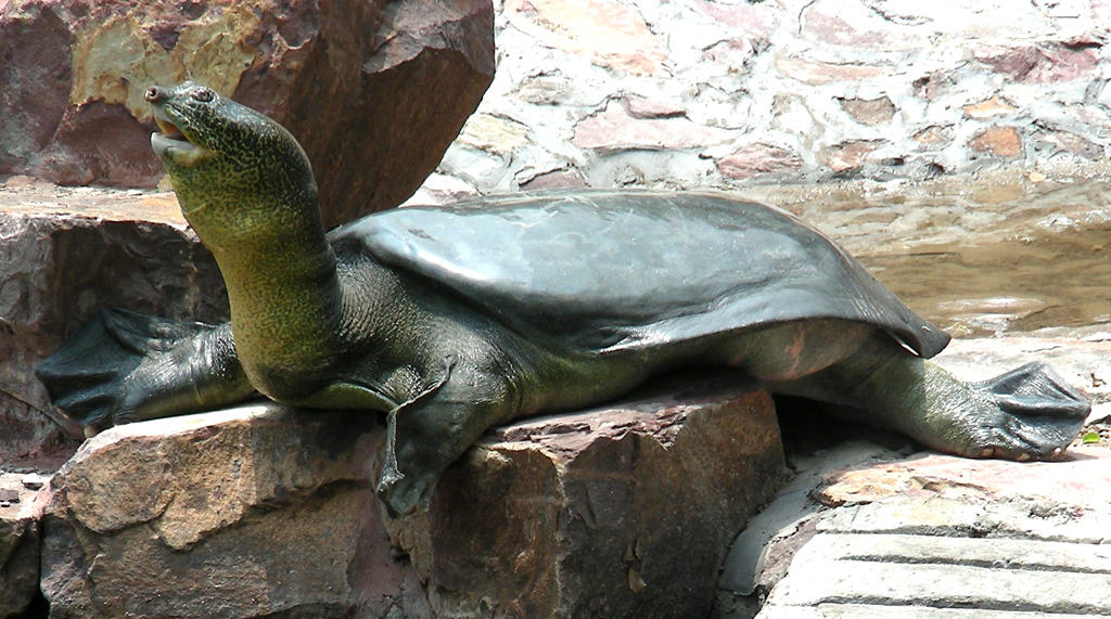 The Yangtze Turtle