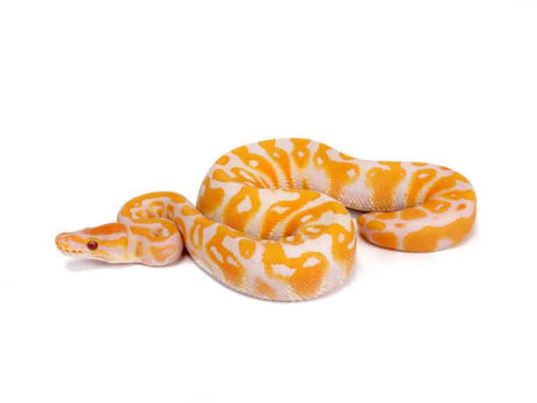 10 Most Expensive Snakes You Can Own - Rarest.org