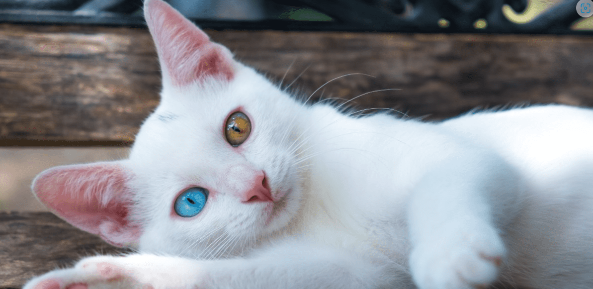 What Is The Rarest Color In Cats At Carmen Thornton Blog