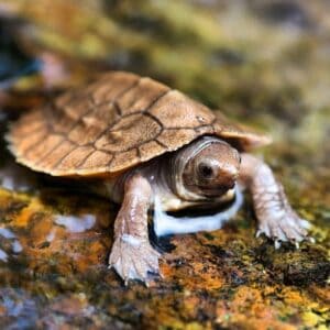 10 Rarest Turtles in the World - Rarest.org