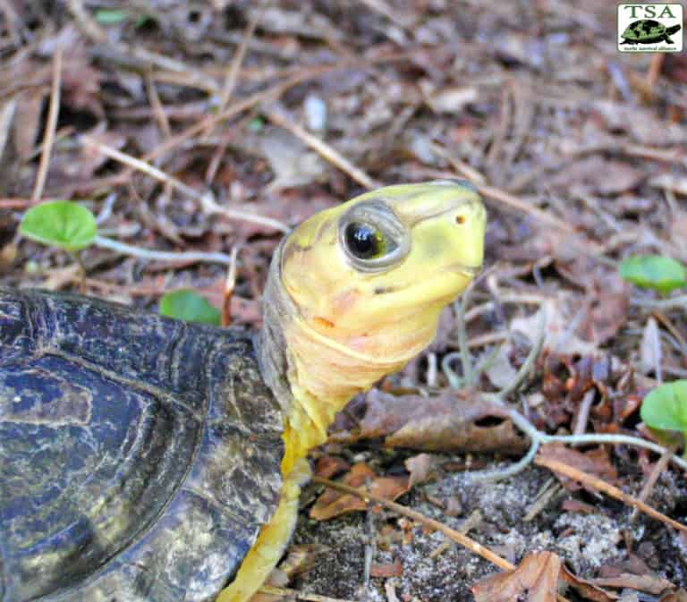 Yellow-Headed Box Turtle