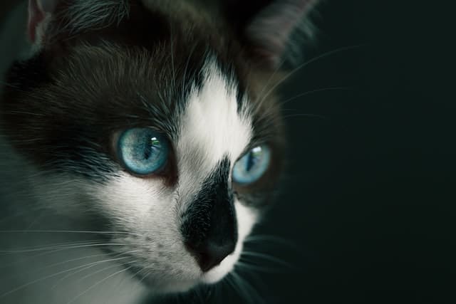 Blue-Eyed Cats