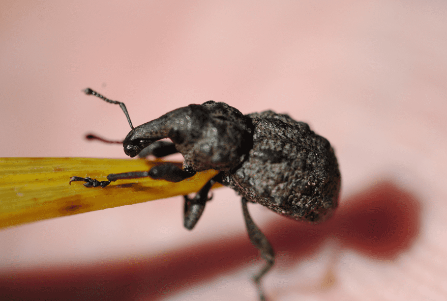 Canterbury Knobbled Weevil