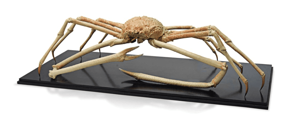 The Giant Spider Crab