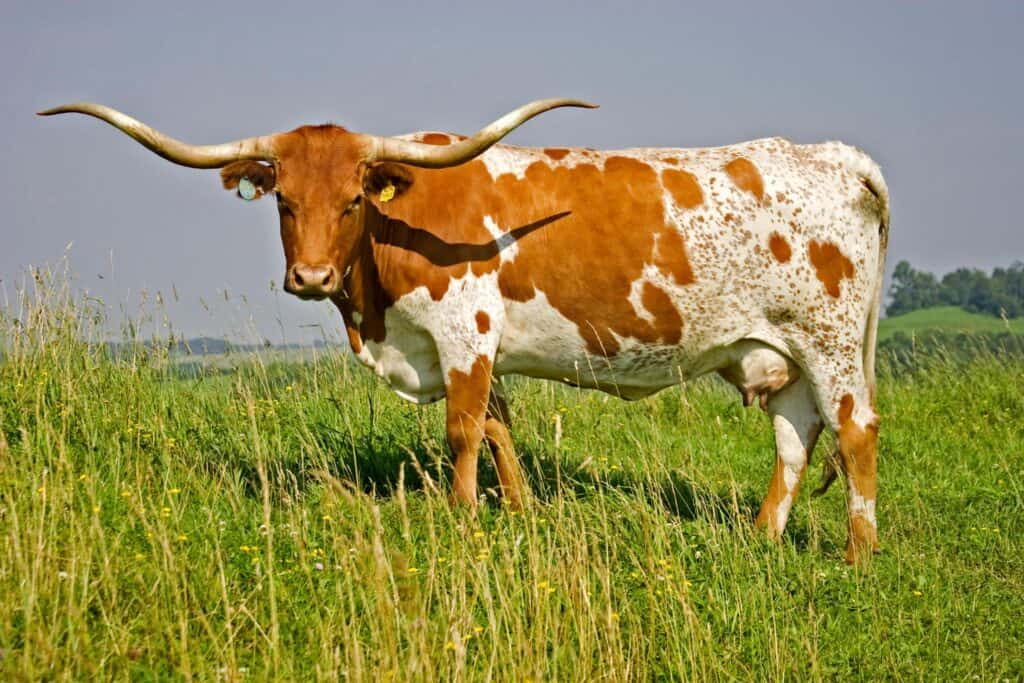 Longhorn Cows