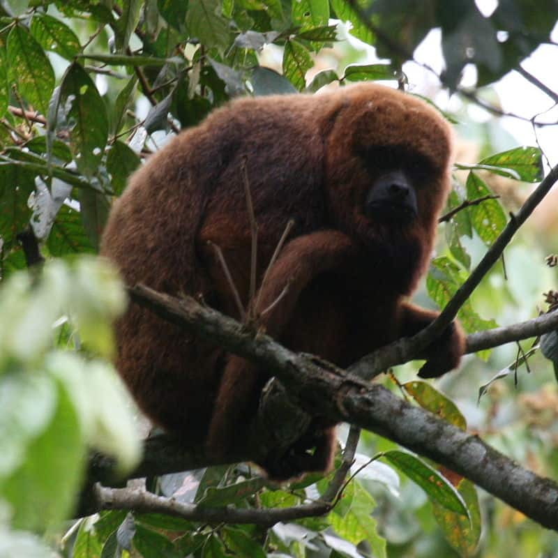 Northern Brown Howler