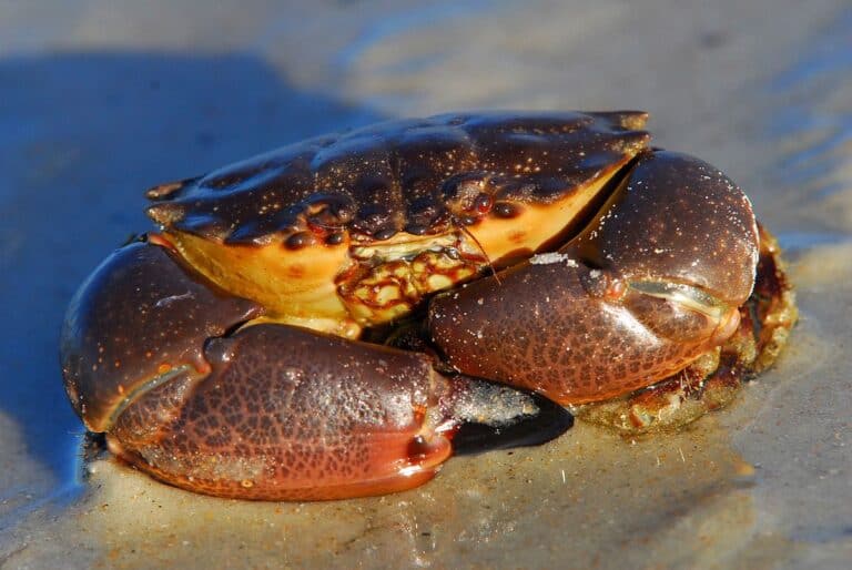 8 Most Expensive Crabs in the World - Rarest.org