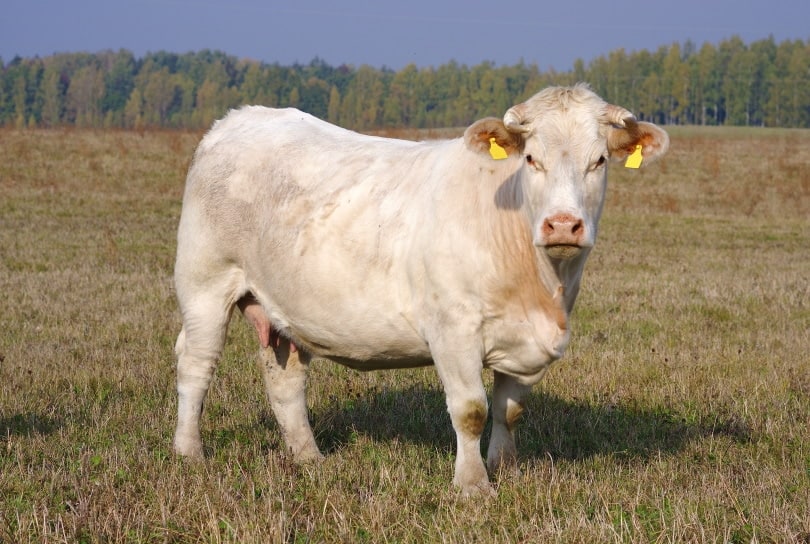 Charolais Cows