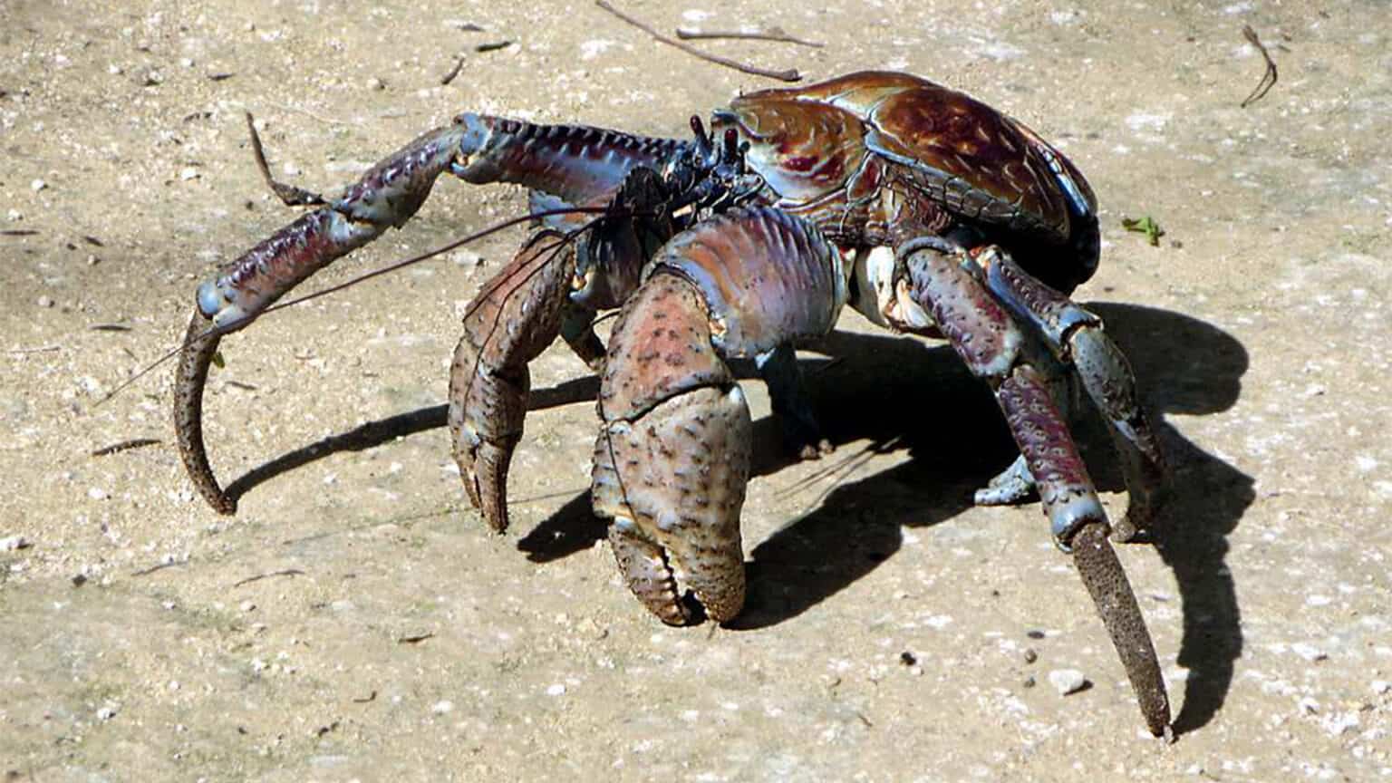 8 Most Expensive Crabs in the World - Rarest.org