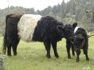 8 Most Expensive Cows In The World - Rarest.org