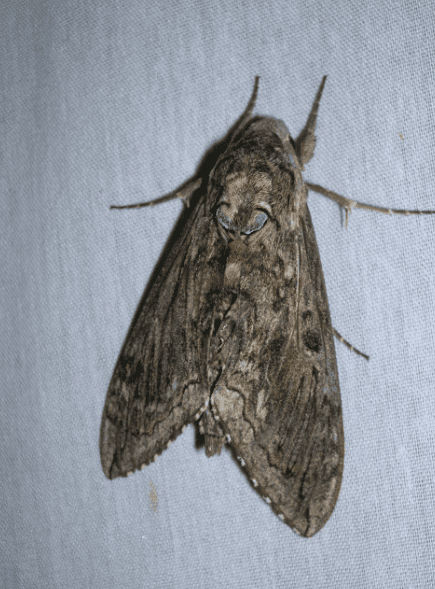 Blackburn’s Sphinx Moth