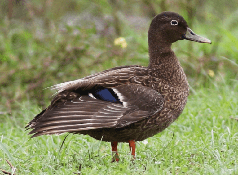 10 Rarest Ducks in the World - Rarest.org